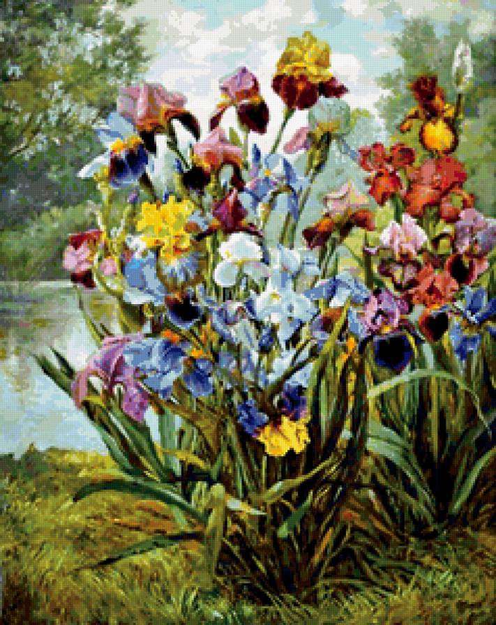 Ирисы - природа, ирисы, цветы - предпросмотр