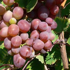 Схема вышивки «виноград»