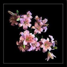 Схема вышивки «№262954»