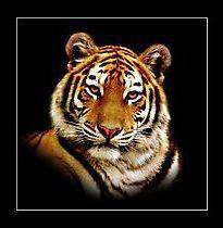 Схема вышивки «№262957»