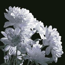 Схема вышивки «цветы»