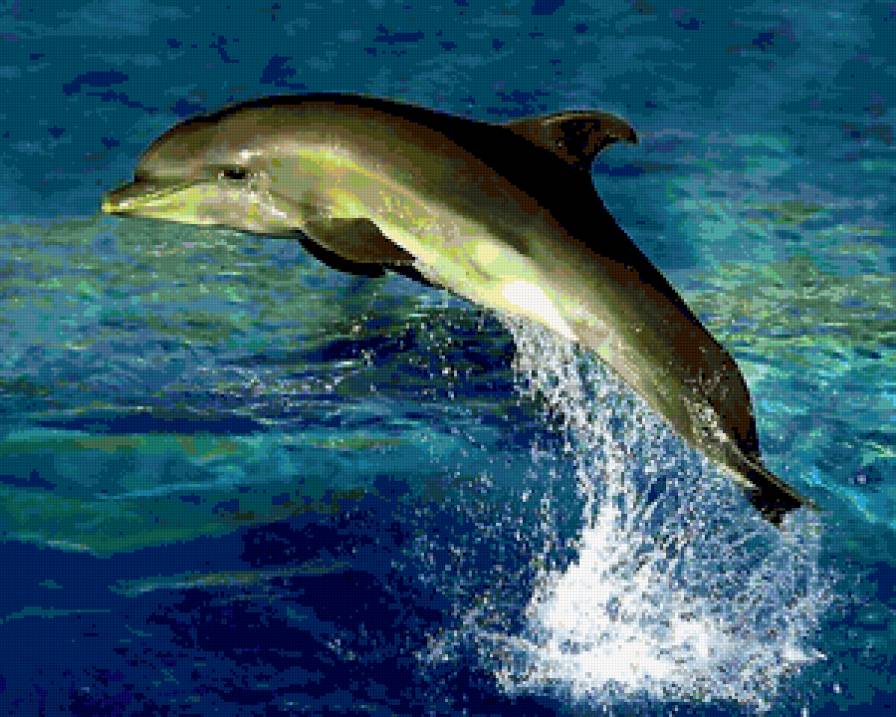 Красавчик - волны, море, синево, дельфины - предпросмотр