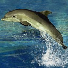 Схема вышивки «Красавчик»