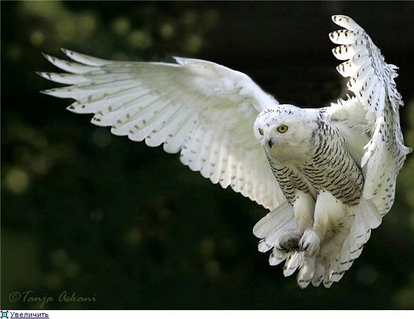 Полет совы - сова птица полет - оригинал