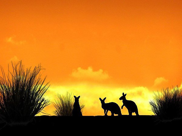 кенгуру - пустыня, кенгуру - оригинал