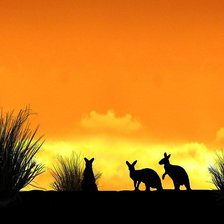 Схема вышивки «кенгуру»