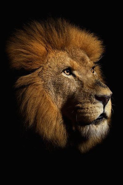 лев - лев - оригинал