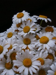 ромaшки - букeты., цвeты - оригинал