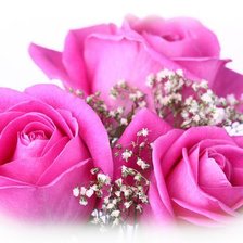 Схема вышивки «Розы»