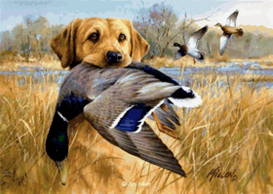 Удачная охота - животные, охота, собака, утка - предпросмотр