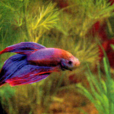 Схема вышивки «Рыбка»