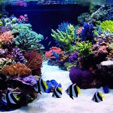 Схема вышивки «кораллы»