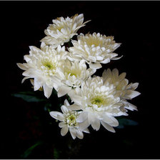 Схема вышивки «цветы»