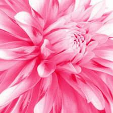 Схема вышивки «Розовые лепестки»