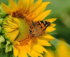 Схема вышивки «Бабочка на подсолнухе»