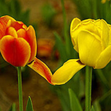 Схема вышивки «Танец цветов»