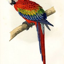 Схема вышивки «ара»