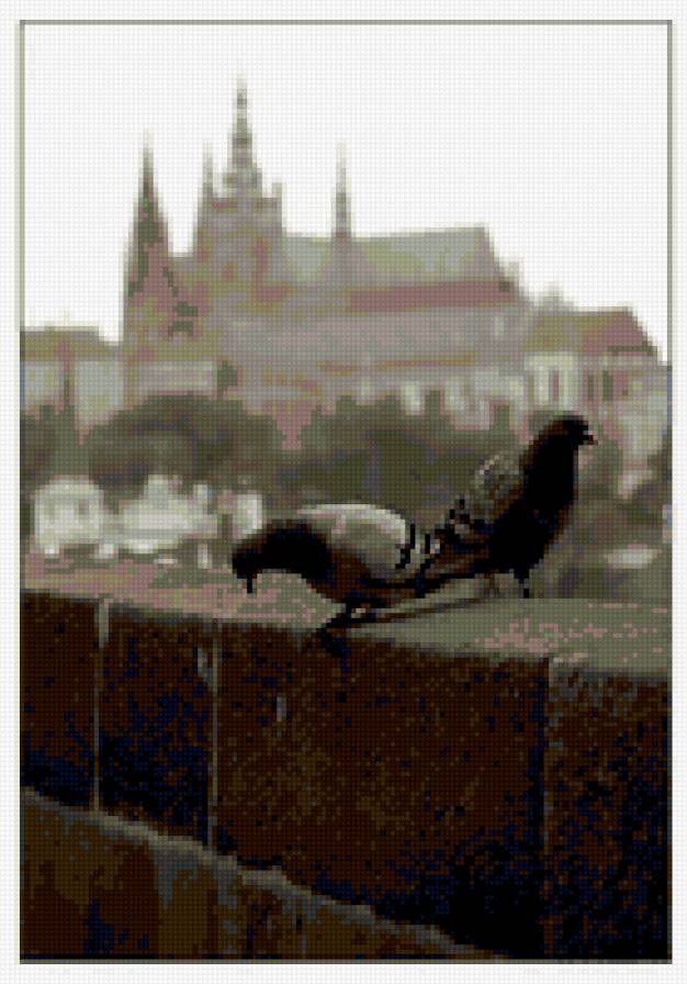 голуби - прага, голуби, черно-белая картинка - предпросмотр