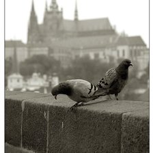 Схема вышивки «голуби»