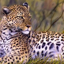 большая кошка