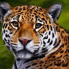 Схема вышивки «ягуар»