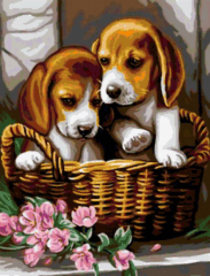 собачки милашки - собака, домашные животные, щенки в корзине - предпросмотр