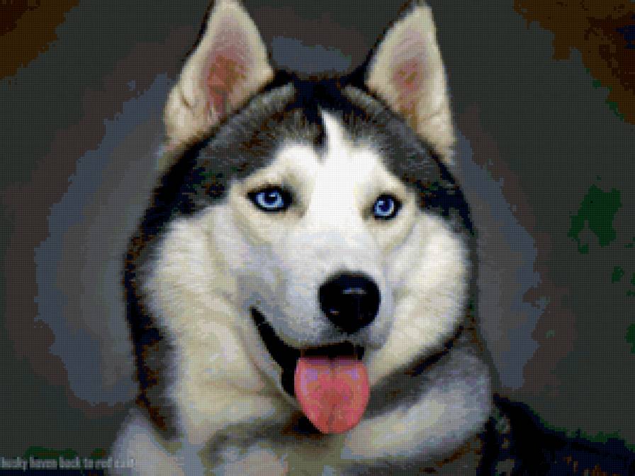 Хаски - собака, животные - предпросмотр