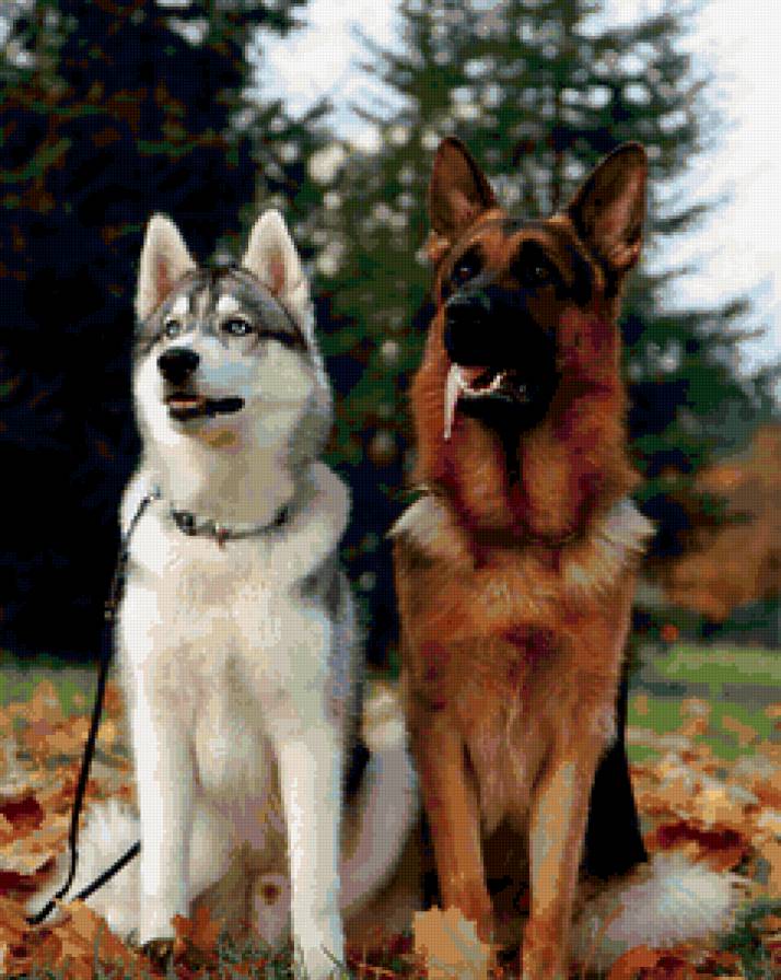 Собаки - собака, животные - предпросмотр