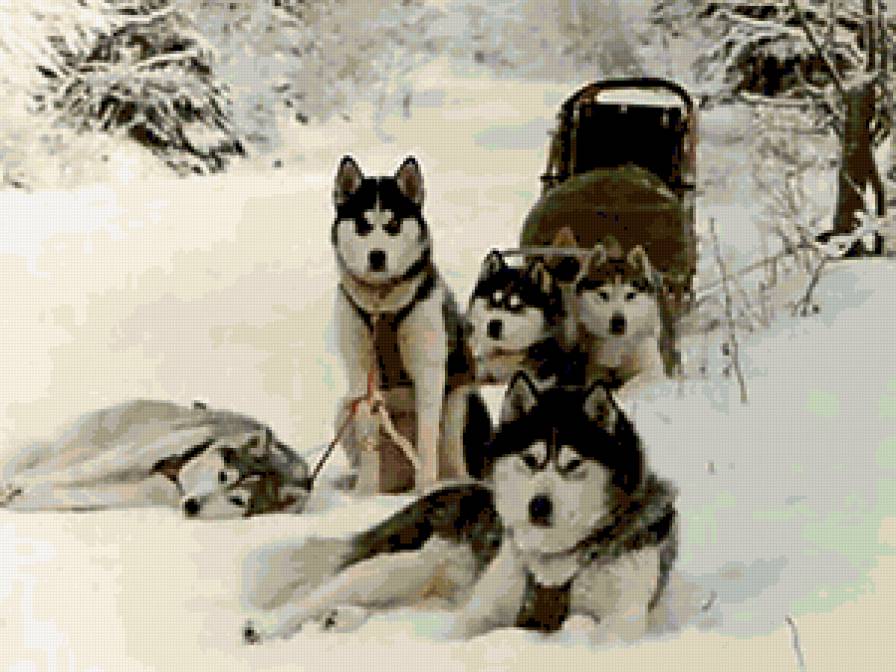 Упряжка - собака, животные - предпросмотр