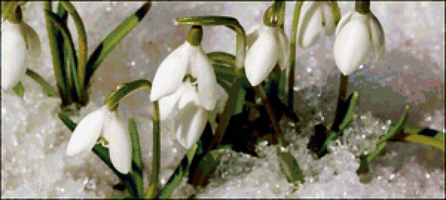 подснежники - цветы - предпросмотр