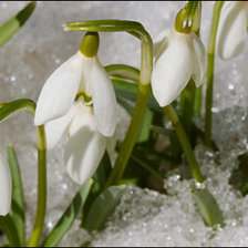 подснежники
