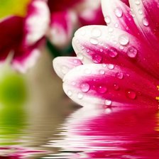 Схема вышивки «№264118»