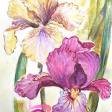 Схема вышивки «ирисы»