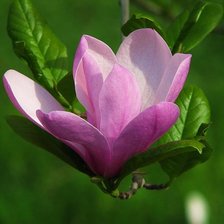 Схема вышивки «фрезия»