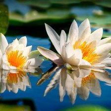 Схема вышивки «водная лилия»