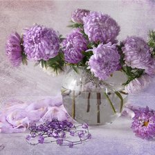 сиреневые астры