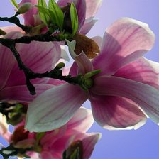 Схема вышивки «весеннее небо»