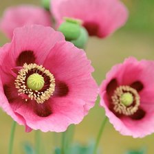 Схема вышивки «маки»