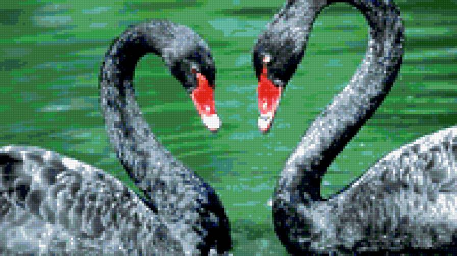 чёрные лебеди - лебедь, птицы - предпросмотр