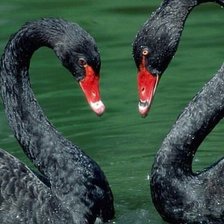чёрные лебеди