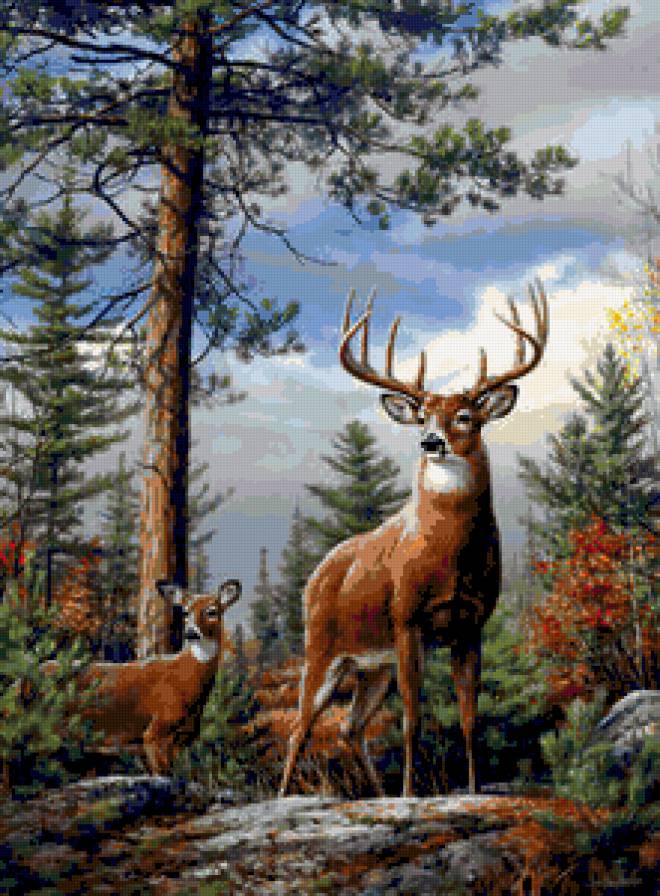 №264812 - предпросмотр