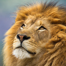 Лев