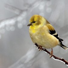 Схема вышивки «Птичка»