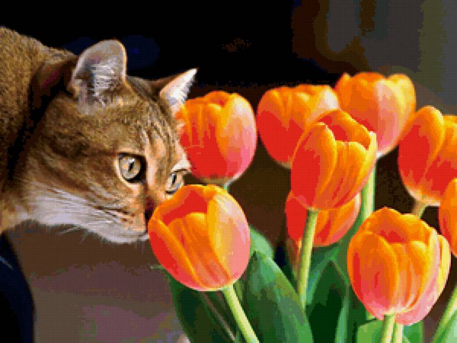 кот - цветы, кот - предпросмотр