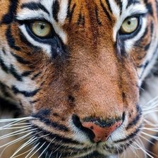 Схема вышивки «тигр»