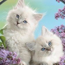 Схема вышивки «котята и сирень»