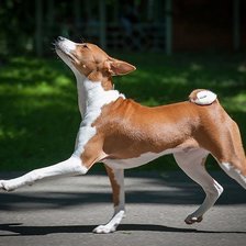 Схема вышивки «Я иду такая вся=) Басенджи.»