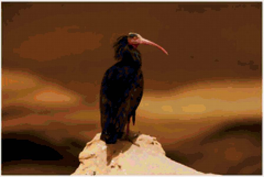 одиночка - птица - предпросмотр