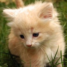 грустный котёнок