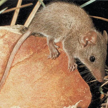 Схема вышивки «милашка»